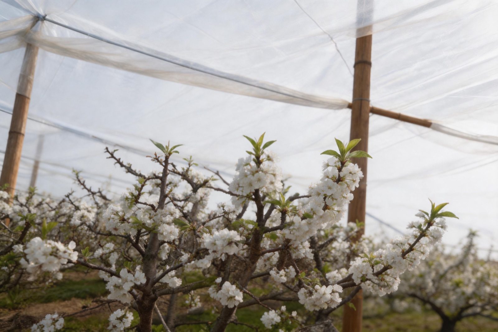 Fruit tree blossoms protected under translucent rain cover tarpaulin