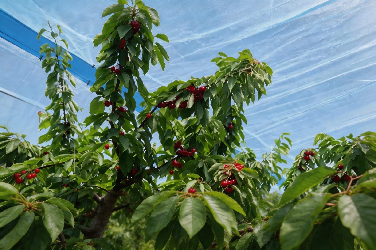 Cherry tree protected under translucent rain cover tarpaulin