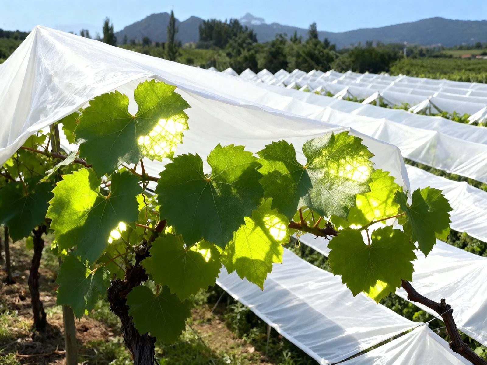 Vineyard and orchard rain covers in a sunny growing area