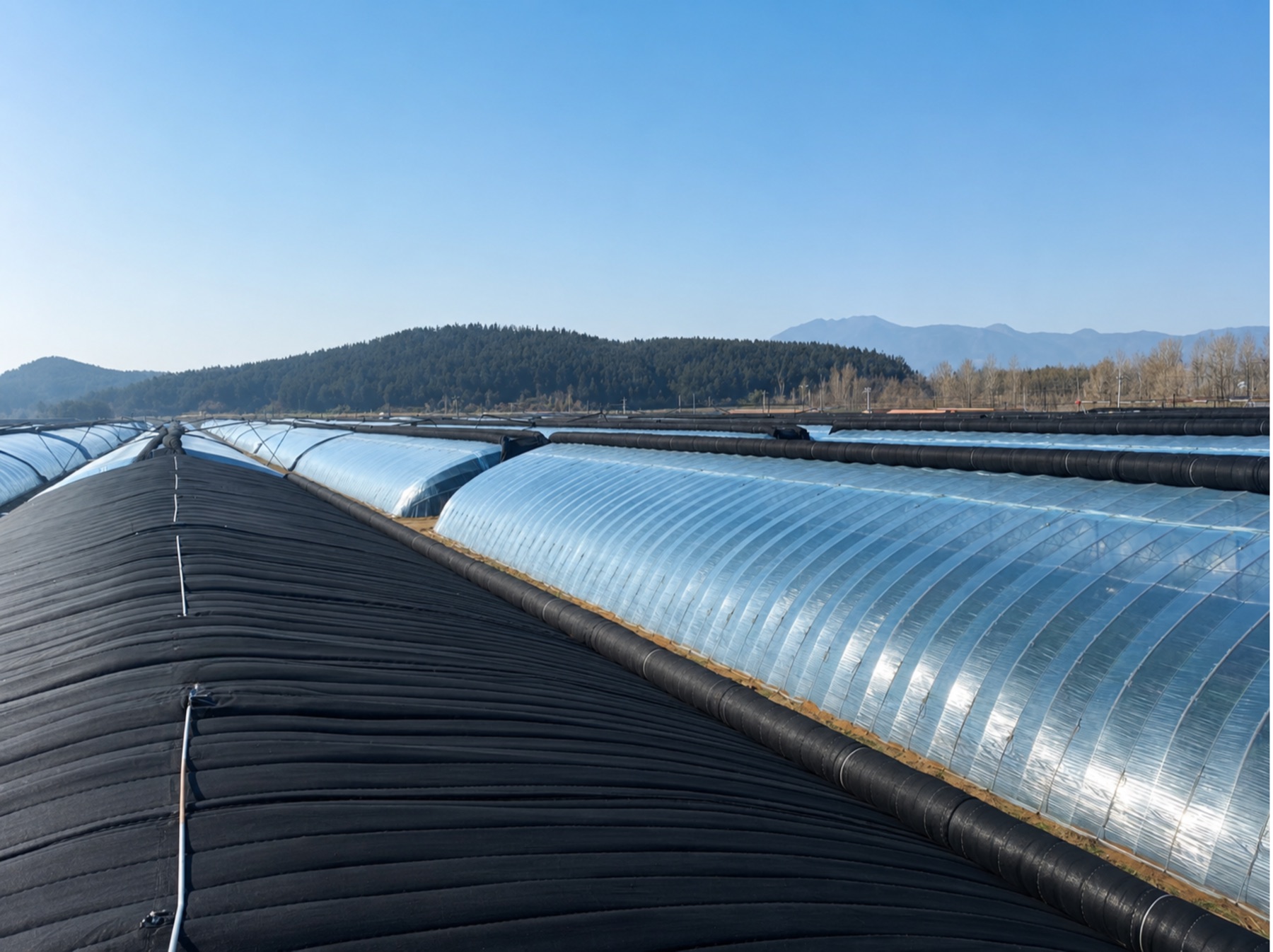 Greenhouse insulation quilt installed on commercial greenhouses