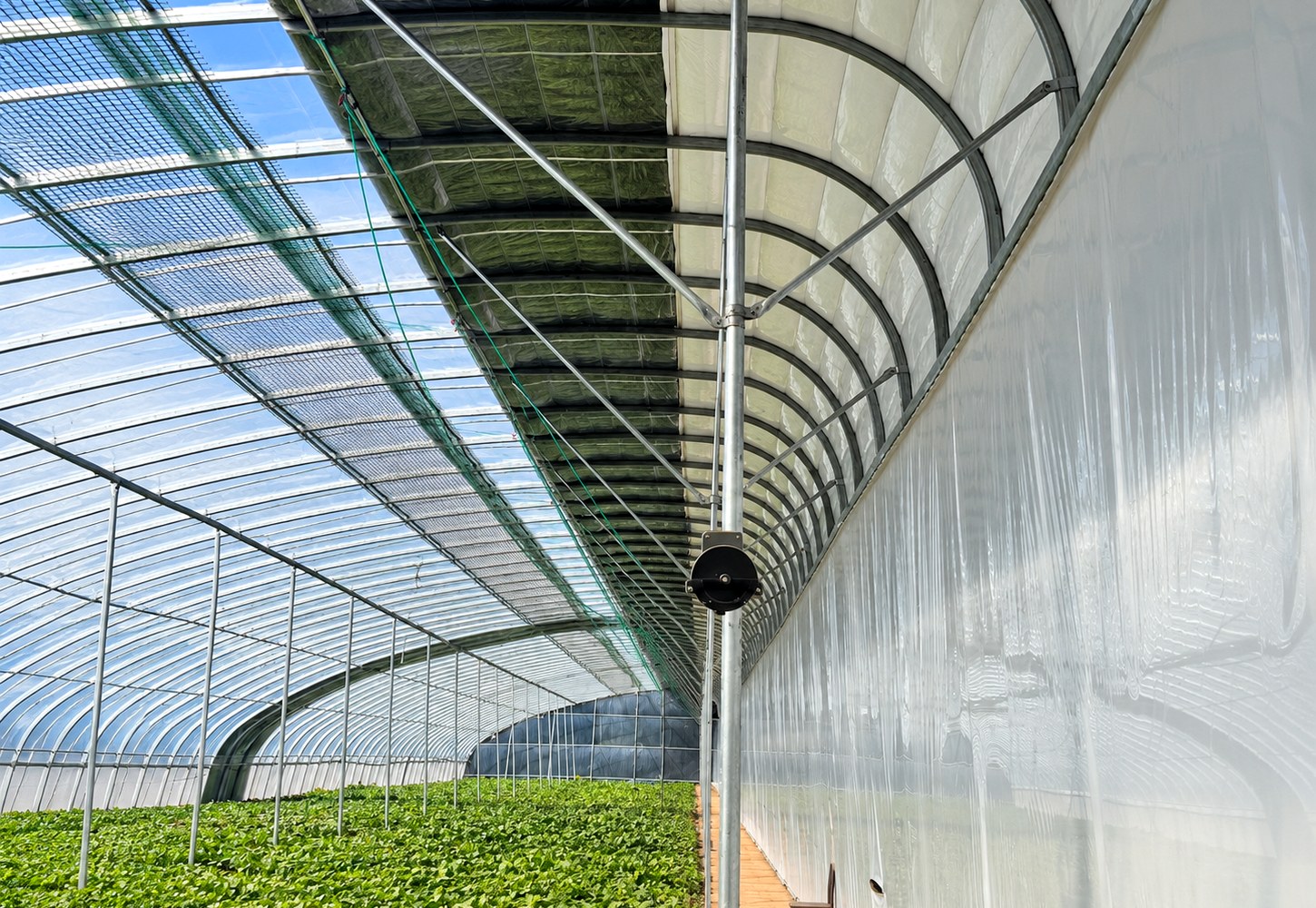 Interior greenhouse view with insulation quilt installed above the crop area