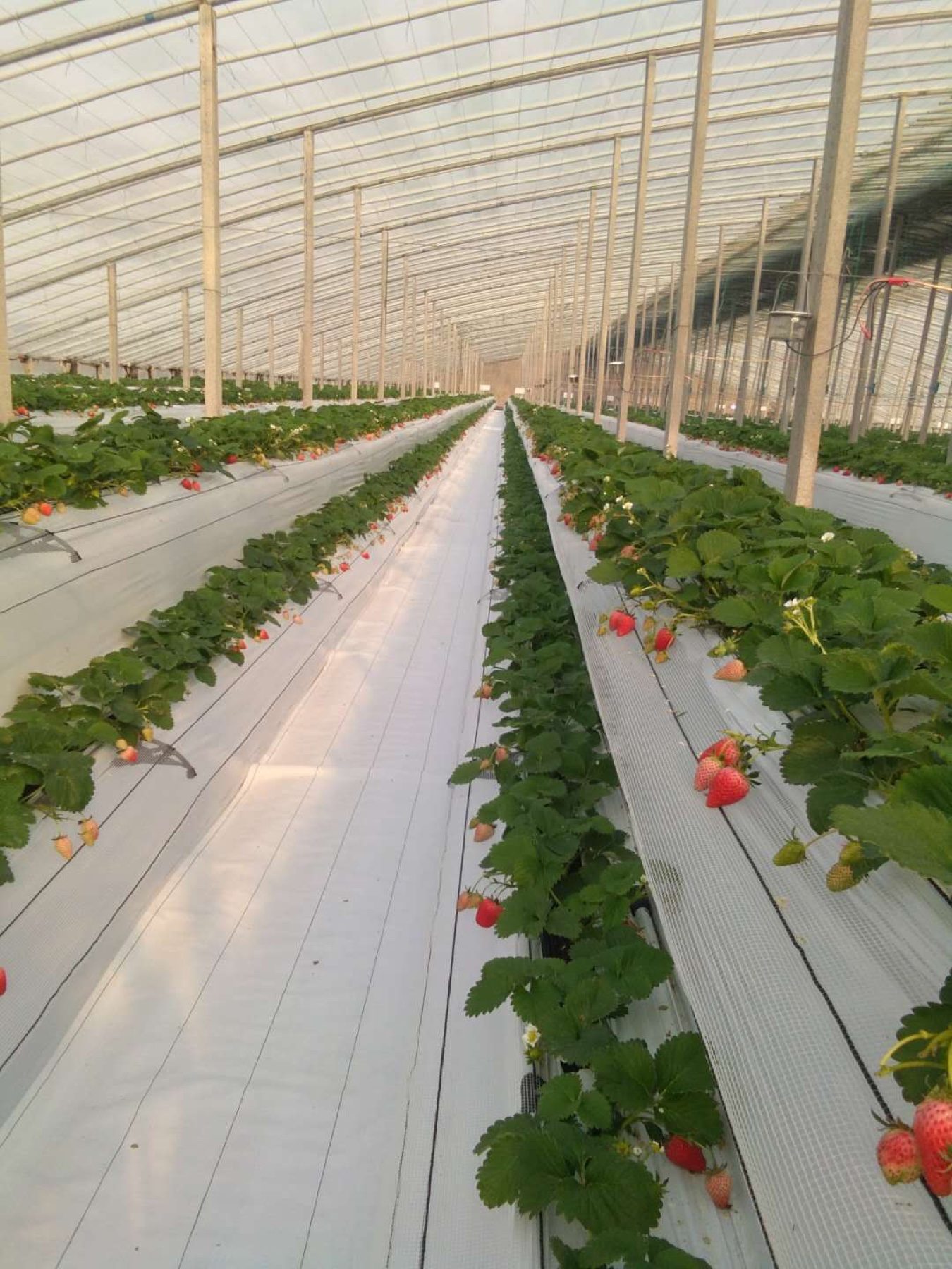 Benefits and Best Crops for White Reflective PE Ground Cover
